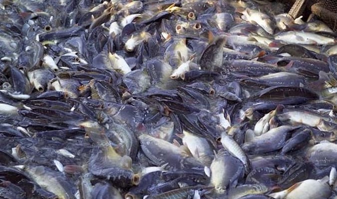 Usaha ternak ikan Nila Modal 100 Juta